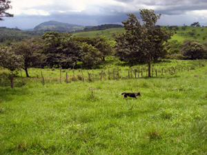 A dog has the run of huge fields on the 173-acre finca.