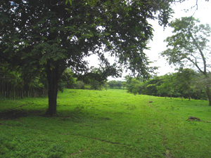 A long pasture between stands of forest has the appearance of a golf fairway.