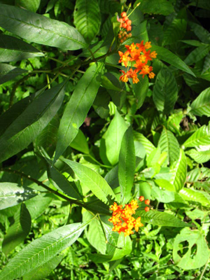 The finca has lovely tropical flowered bushes and trees.