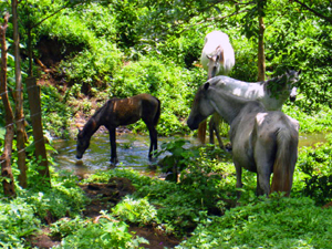 Horses drink at a stream in the forest.