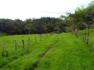 A internal road runs past a pasture and into a forest.