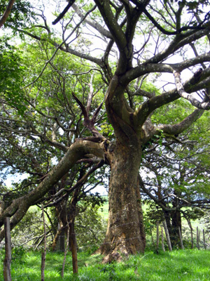 A huge picturesque tree on the finca.