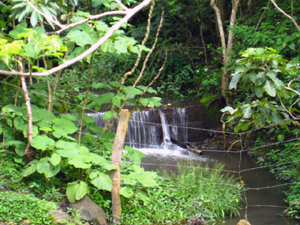 A weir makes a small pond and waterfall in the stream.