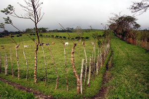 The finca is divided into many sections with fences and tree lines. 