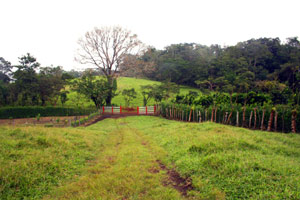 From the main gate there is already a set of internal roads.  