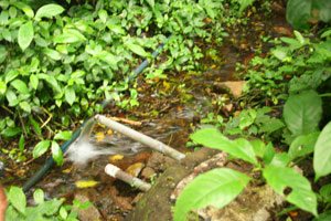 This naciente or natural spring and a well are two of the water sources on the finca.   