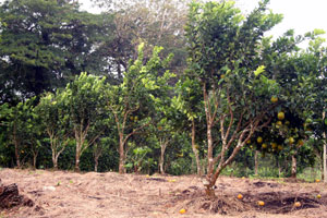 A productive orchard already exists in a relatively small area of the finca.