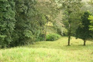 There are pretty building sites bordered by tall native trees.