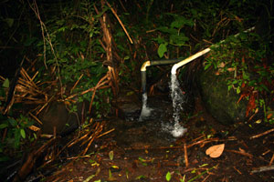 A second spring is shelted in a forested depression. 