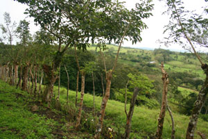 This 7.2 acre finca is reached by a secondary road in the beautiful La Tejona hills. 