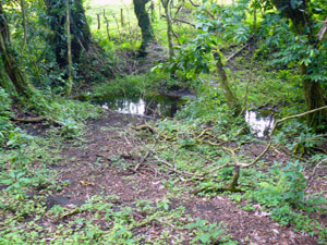 Another creek flows for more than 1000 feet along the northern forest border.