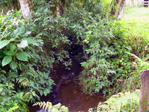 The creek continues on the other side of the lane.