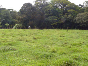 On the north side the property is bordered by a long forested creek.