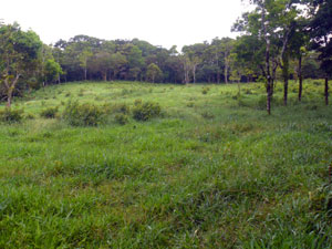 The outermost pasture and eastside forest.