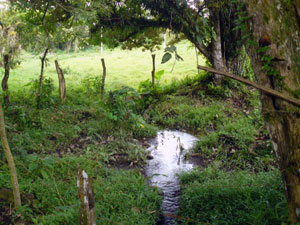 The creek originates in a spring and flows under the entrance road.