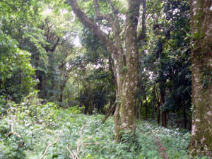 The intermediate forest is an old growth forest with towering trees. 