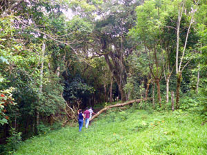 Past the milking shed, a trail goes through the intermediate forest to the eastern pastures.