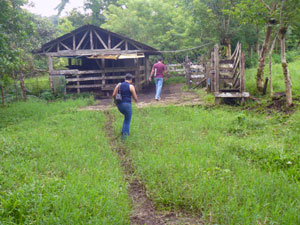 The lane arrivesw at a milking shed, the only building on the 19.8 acres.