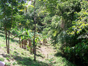 Though most of the farm is level, there is interesting variety to the terrain. 