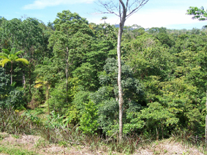 The acreage includes an acre of forest.