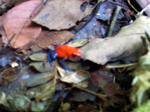 Red frogs are not rare on this property.