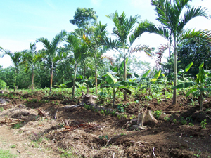 Among the array of cultivars on the property are these beautiful palms, corn, bananas and other fruit trees.