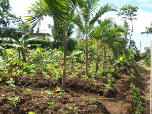 The farm is already productive with a variety of crops.