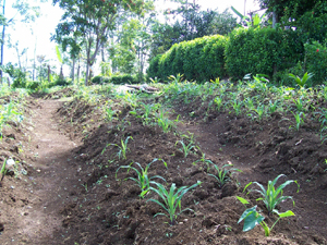 Most of the non-forested area is already planted in a variety of crops.