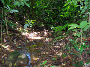 There are two streams on and bordering the property as well as 2 springs. 