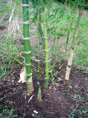 The owners have introduced many handsome landscaping elements such as this  special bamboo.