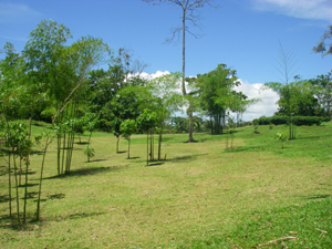 Ths young orchard is a portion of the fruit trees and ornaentals that have been added to the ranch