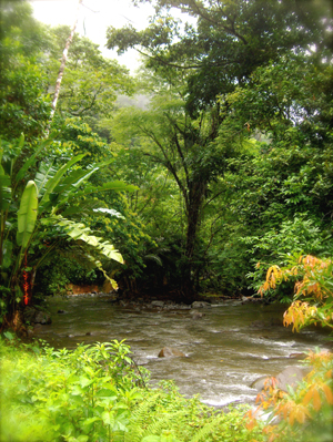 The river surges into the forest which fills a large part of the southern part of the acreage.