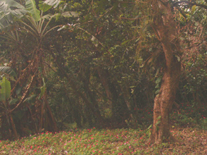 There is thick and beautiful forest on the property.