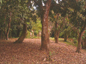 There are beautiful trees providing shady walkways.