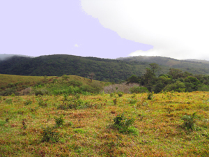 There are various crops and orchards on the huge finca.