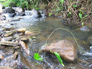 As this stream attests, water is plentiful in these hills below Volcan Tenorio.