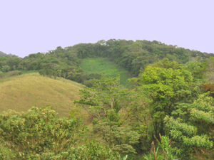 Within the finca is a great variety of terrain in rolling hills. 