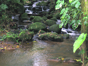 A stream tumbles down a series of rocks into a pool.