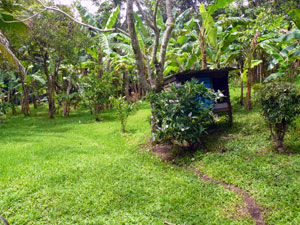 To the side of the house are fruit trees. 