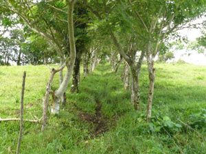 A double line of trees leads to the top of the property.