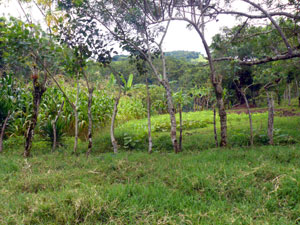 An extensive garden occupies a large swath of acreage above the house. 