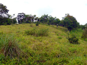 The top of the property is an open field borders by lines of trees. 