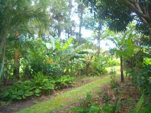 The Nueva Guatemala region, on the west flank of the Tenorio Volcano is an undeveloped, largely forested area. 