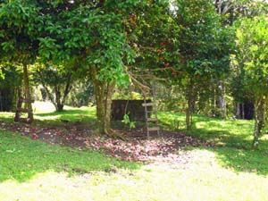 This water apple is one of several fruit trees on the finca. 