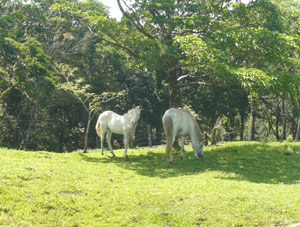 Currently the farm has only a half-dozen horses and no cows.