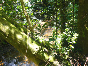 A stream runs through woods along the whole long south side of the farm.