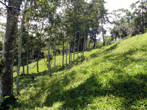 To get to the level lakeview acres across the stream. a road must be made up this slope.