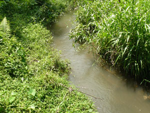 The property is bisected by a pretty year-round stream.