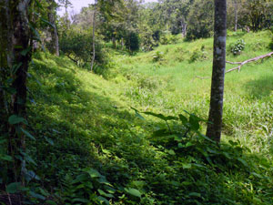 The quebrada through which the stream runs is fairly wide and shallow. 