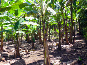 Between the house and the stream is an extensive banana grove as well as corn.